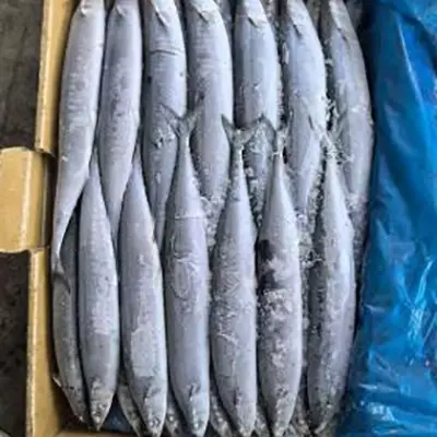 BQF Mrożone Saury z Pacyfiku