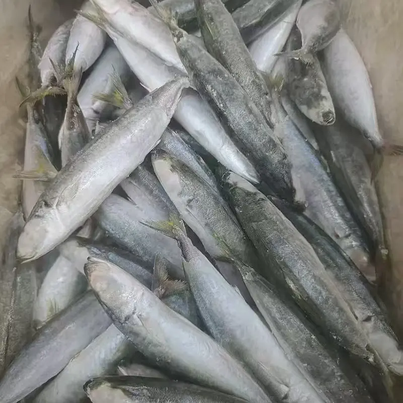 Frozen Layang skakał przez całą rundę