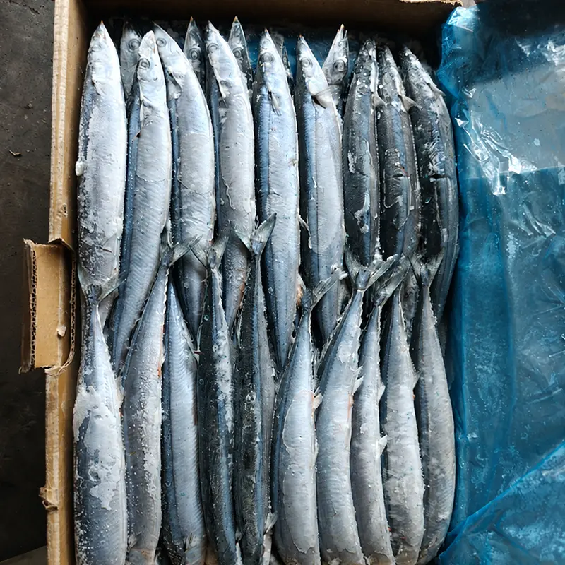 Wysokiej jakości mrożony Sea Saury z Pacyfiku