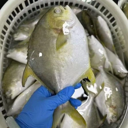 Mrożony Złoty Pomfret premium