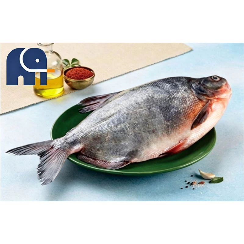 Premium Mrożony Czerwony Pomfret Cały Okrągły