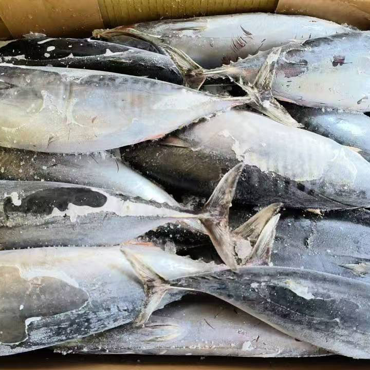 Mrożony tuńczyk bonito w całości z morza